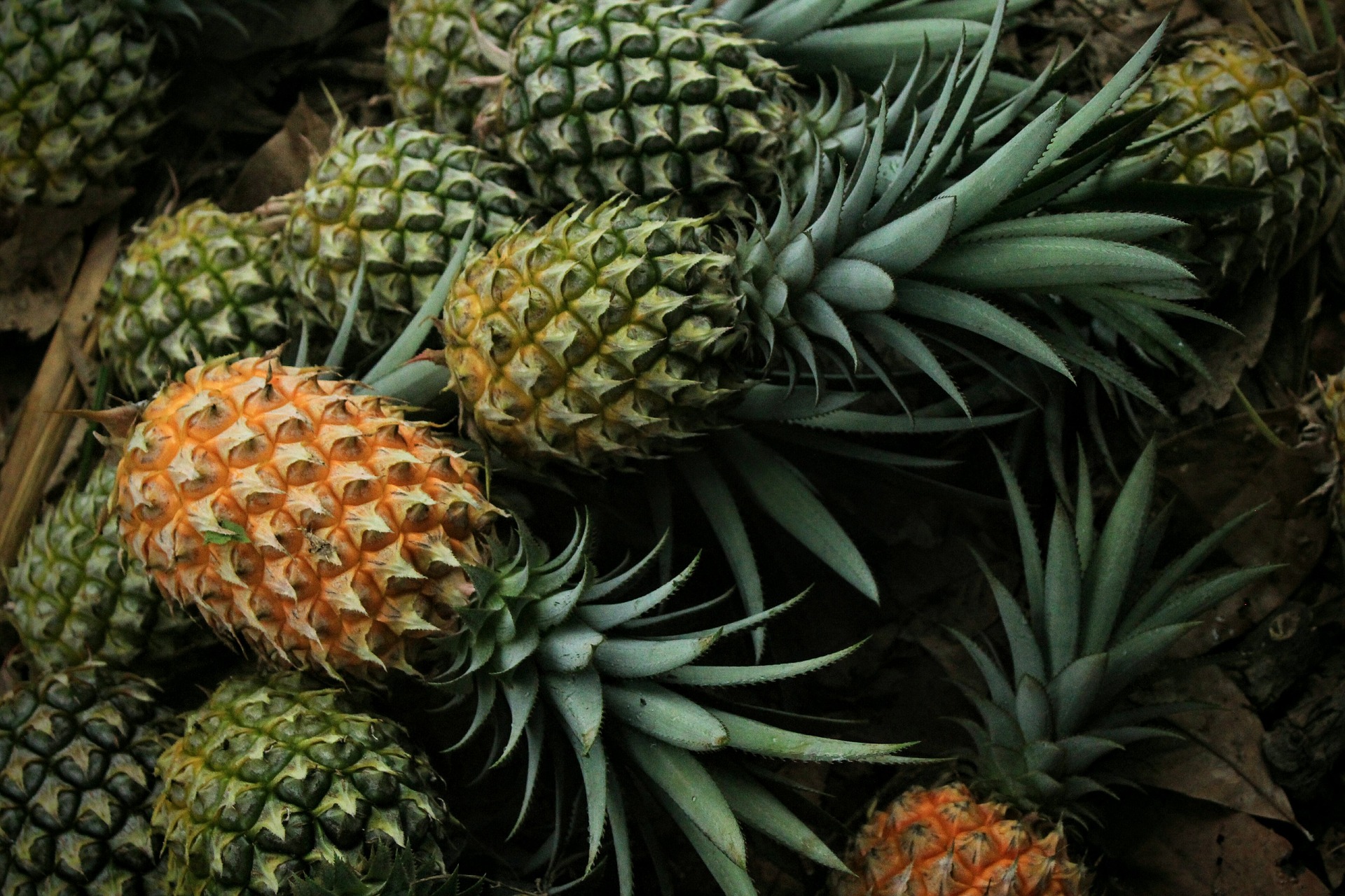 New Materials from Pineapple Leaf Fibers